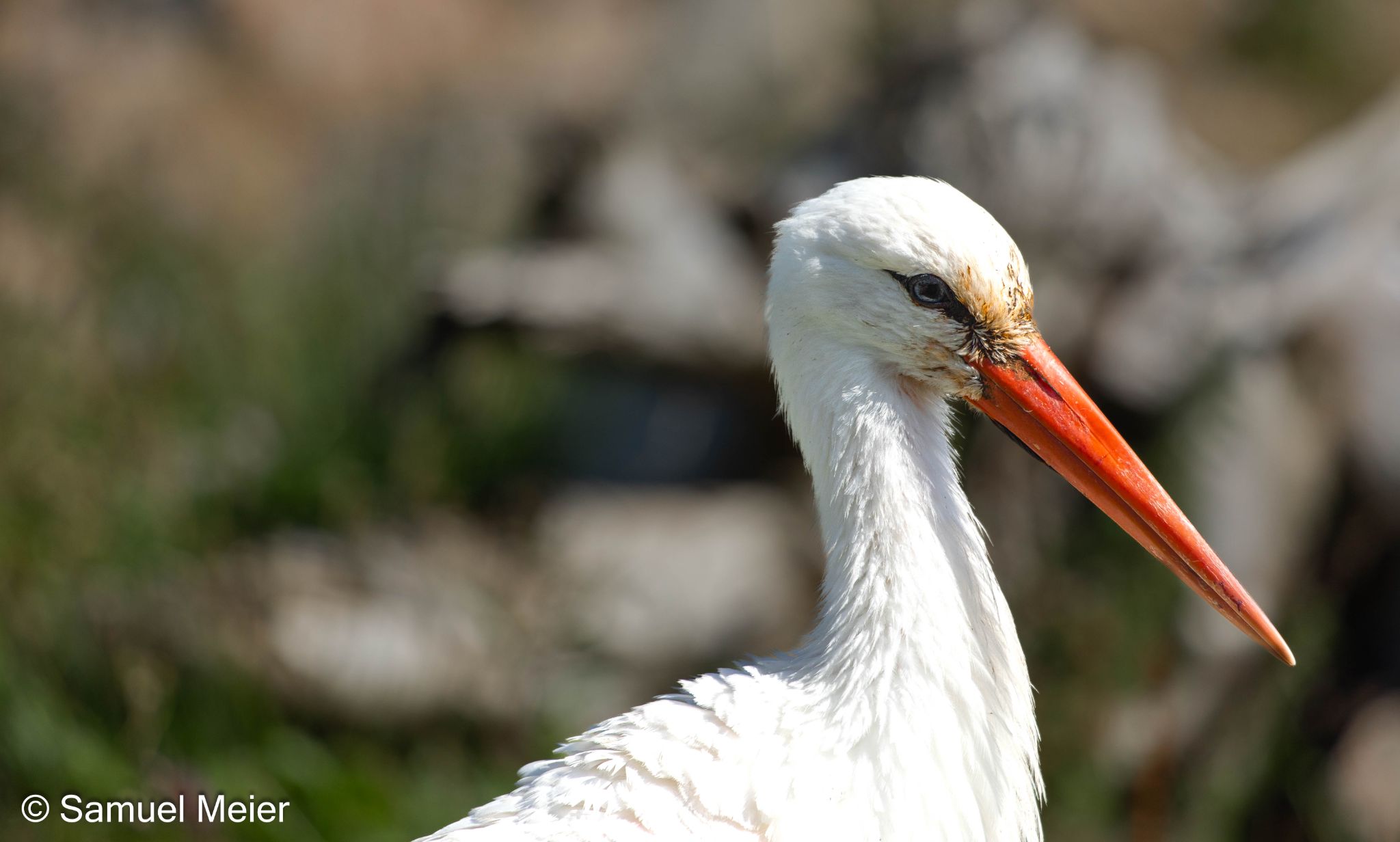 Natur- und Tierpark Goldau 2022